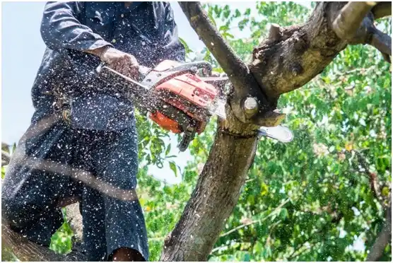 tree services East Cathlamet